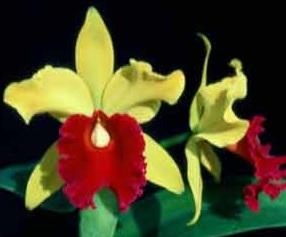 Cattleya Derna