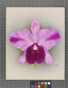 Cattleya Derrynane