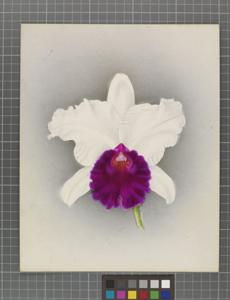 Cattleya Derrynane