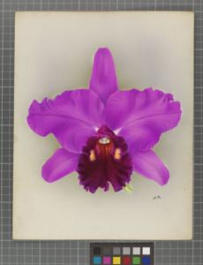 Cattleya Derrynane