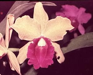 Cattleya Gatton Glory