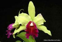 Cattleya Golden Gate (1954)