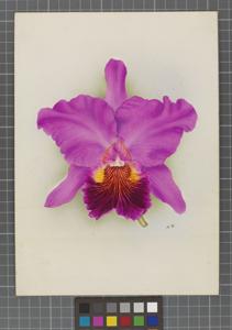 Cattleya Hilary