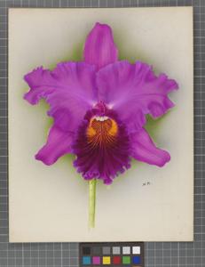 Cattleya Hilary