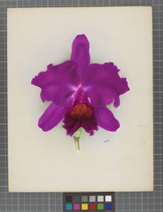 Cattleya Hilary