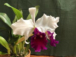 Cattleya Jay Markell