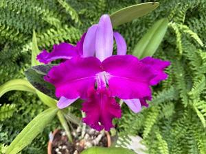 Cattleya Judy Small