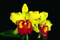 Cattleya Lorraine Shirai