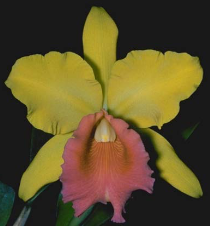 Cattleya Lorraine Shirai