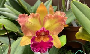 Cattleya Mary Ellen Carter