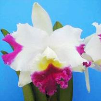 Cattleya Memoria Doctor Peng