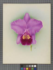 Cattleya Momus