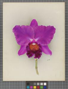 Cattleya Momus