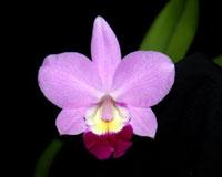 Cattleya Orglade's Glow