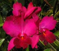 Cattleya Palolo Bronze