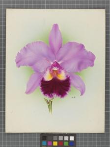 Cattleya Serbia