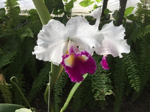 Cattleya Snowdrift (1939)