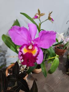 Cattleya South Esk