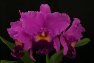 Cattleya South Esk