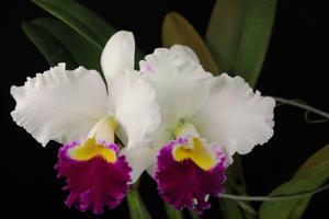 Cattleya Starting Point