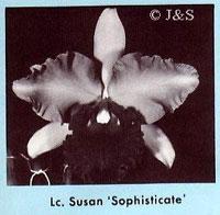 Cattleya Susan