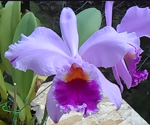 Cattleya Time-Life