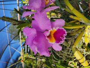 Cattleya Time-Life