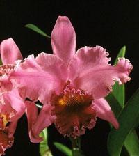 Cattleya Walter Slagle