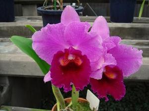 Cattleya Yvette Ann