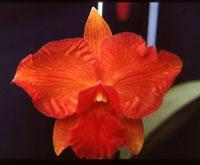 Cattleya Morning Glow