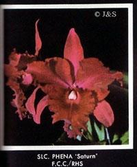 Cattleya Phena