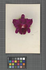 Cattleya Phena