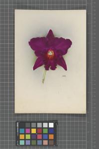 Cattleya Phena