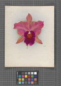 Cattleya Ramona