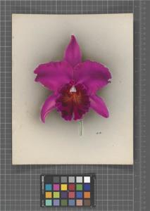 Cattleya Ramona