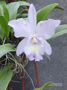 Cattleya Sea Breeze