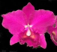 Cattleya Blackstocks