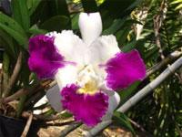 Cattleya Kevin Green