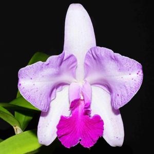 Cattleya Schroder's Lilac