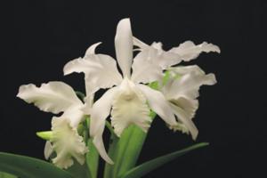 Cattleya Margaret Hort