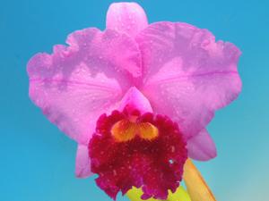 Cattleya Antonetta Mahan