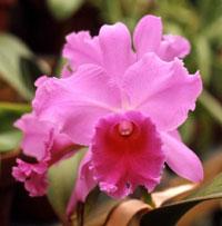 Cattleya Oakland