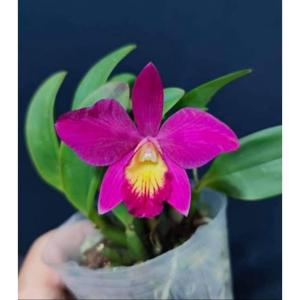 Cattleya Carol Lynn