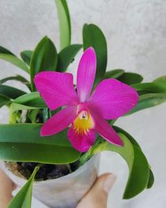 Cattleya Carol Lynn