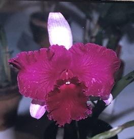 Cattleya Empress of Mercury