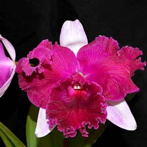 Cattleya Empress of Mercury