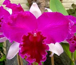 Cattleya Empress of Mercury