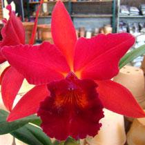 Cattleya Riffe