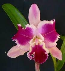 Cattleya Bhimayothin