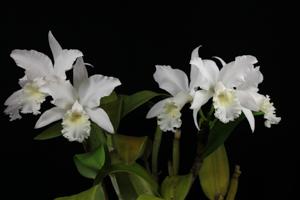 Cattleya Laurie Lynn Westenberger